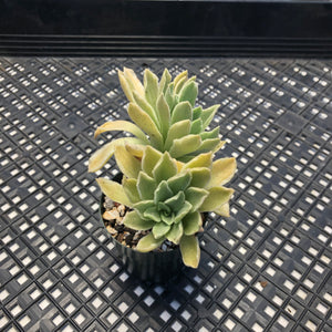 Aeonium ‘Ballerina’ variegated