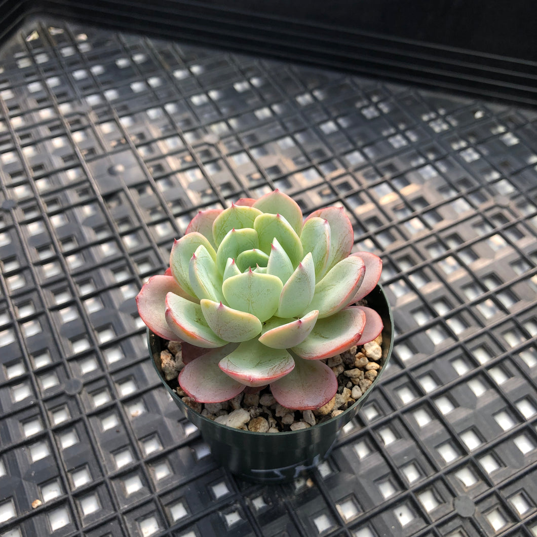 Echeveria ‘Kaltose’