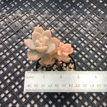 Load image into Gallery viewer, Pachyveria sp