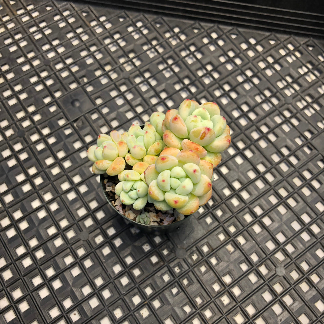 Sedum Clavatum
