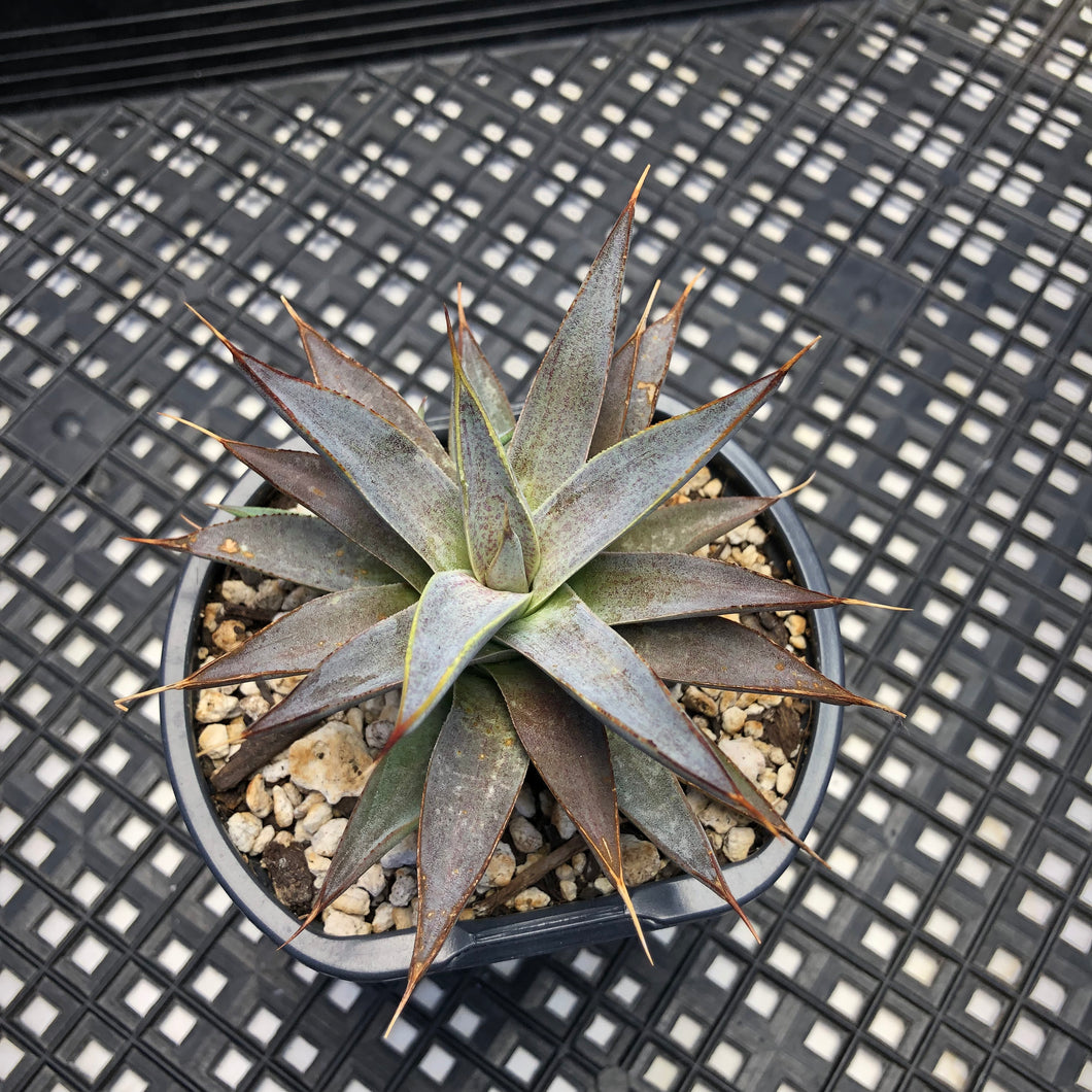 Mangave ‘Tooth Fairy’ hybrid/sport