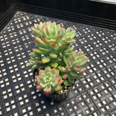 Graptosedum ‘Little Beauty’
