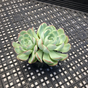 Echeveria ‘Hanatsukiyo’