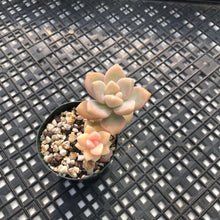 Load image into Gallery viewer, Pachyveria sp