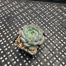Load image into Gallery viewer, Echeveria ‘Polonaise’