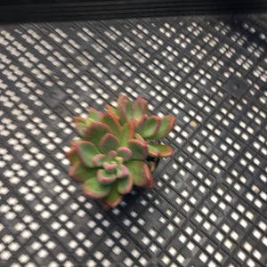 Echeveria cv. Rezry