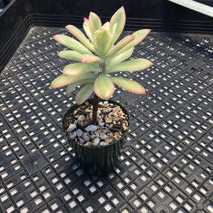 Echeveria ‘Minibelle’ Variegated