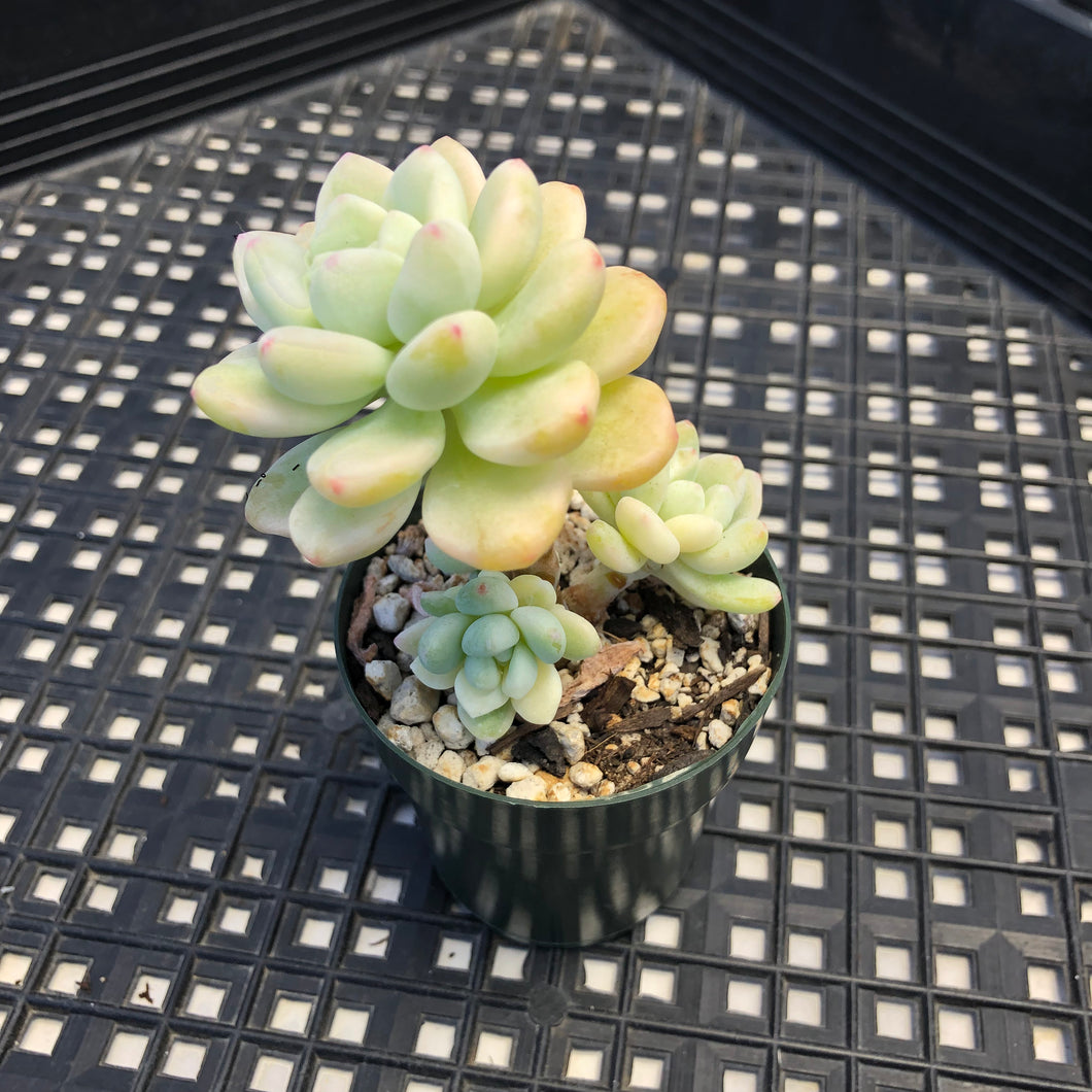 Sedum clavatum variegated