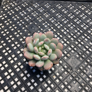 Graptoveria ‘Bridgette’