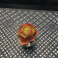 Load image into Gallery viewer, Echeveria ‘Jyulia’
