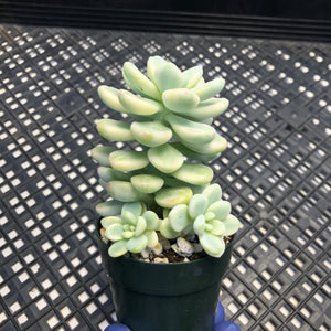 Sedum clavatum variegated