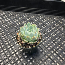 Load image into Gallery viewer, Echeveria White Zaragosa