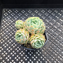 Load image into Gallery viewer, Echeveria ‘Raspberry Ice’