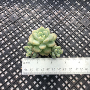 Sedum ‘Caviar’ Graptosedum ‘Caviar’