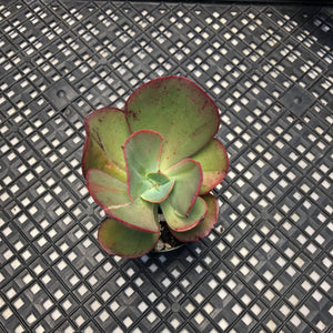 Echeveria  ‘Suyon’