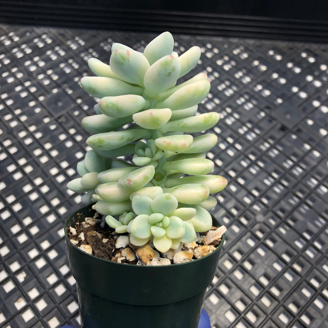 Sedum clavatum variegated