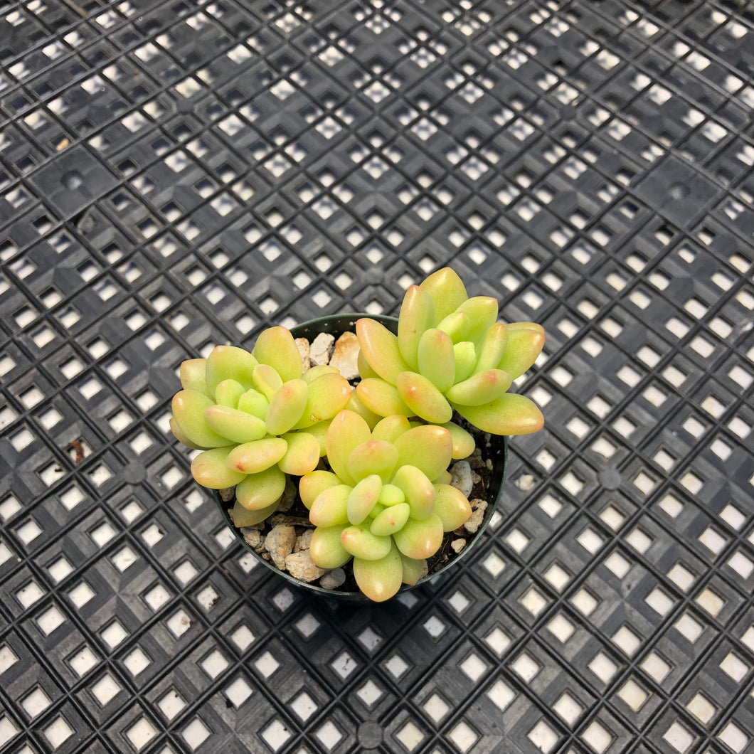 Sedum ‘Alice Evans’ variegated