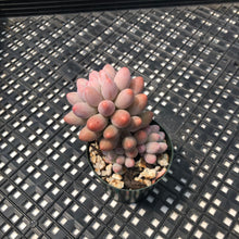 Load image into Gallery viewer, Pachyphytum ‘Machucae’ aka Baby Fingers