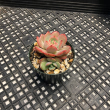 Load image into Gallery viewer, Echeveria ’Glam Pink’