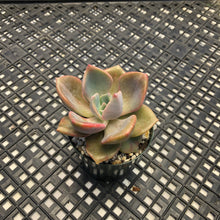 Load image into Gallery viewer, Graptoveria Variegated ‘Mrs Richards’
