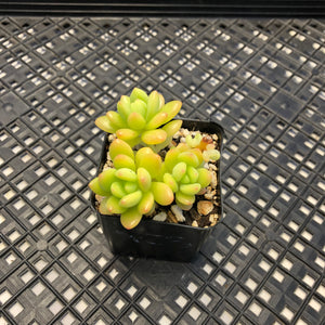 Sedum ‘Alice Evans’ variegated