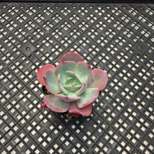 Load image into Gallery viewer, Echeveria ‘Blue Sky’