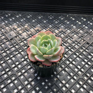 Echeveria ‘Kaltose’