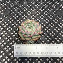 Load image into Gallery viewer, Echeveria Zaragosa