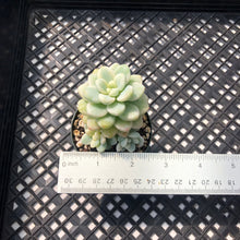 Load image into Gallery viewer, Sedum clavatum variegated