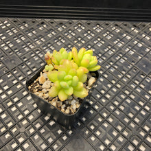 Load image into Gallery viewer, Sedum ‘Alice Evans’ variegated