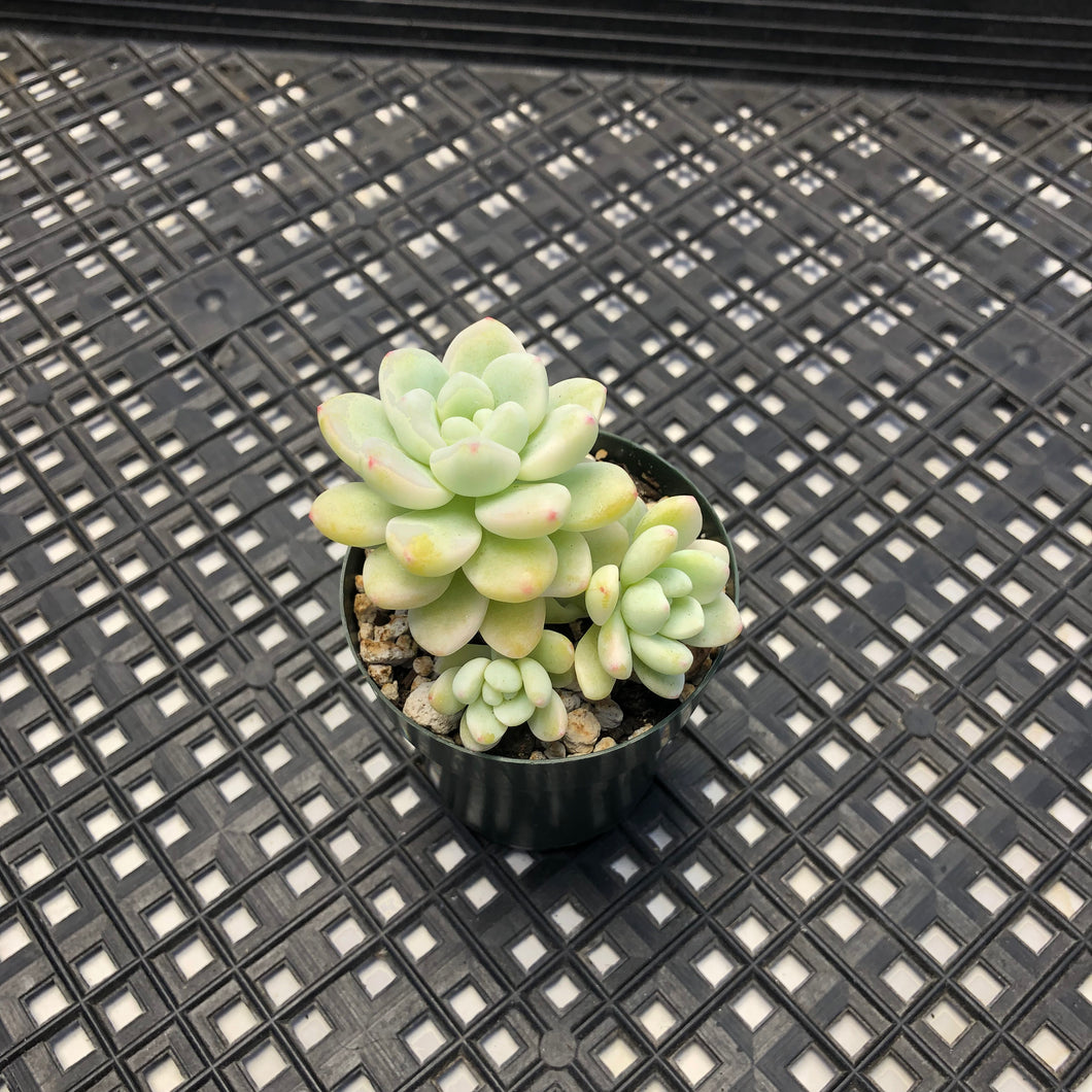 Sedum clavatum variegated