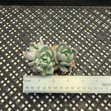 Load image into Gallery viewer, Echeveria ‘Nova’