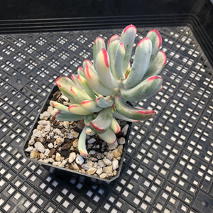 Korean imported Cotyledon orbiculata cv Variegata (long leaf form)