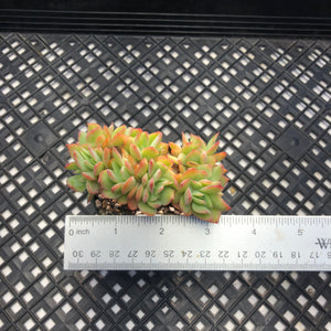 Echeveria ‘Luella’
