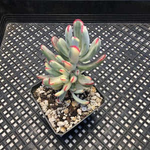 Korean imported Cotyledon orbiculata cv Variegata (long leaf form)