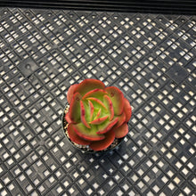 Load image into Gallery viewer, Echeveria ‘Jyulia’