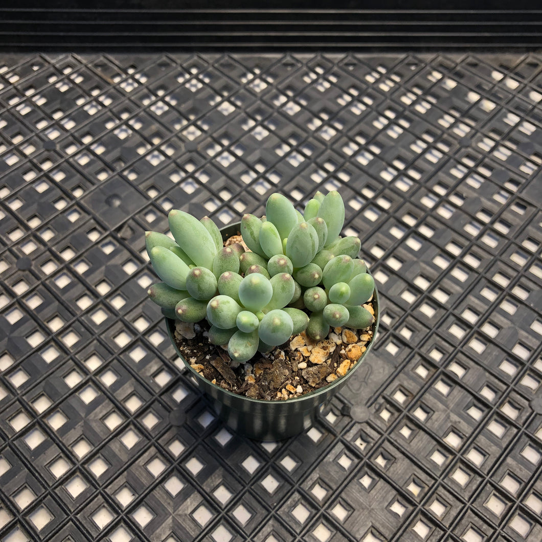 Pachyphytum rzedowskii