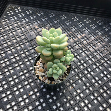 Sedum ‘Caviar’ Graptosedum ‘Caviar’