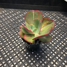 Load image into Gallery viewer, Echeveria  ‘Suyon’