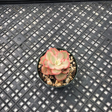 Load image into Gallery viewer, Echeveria ‘Suyon’ variegated