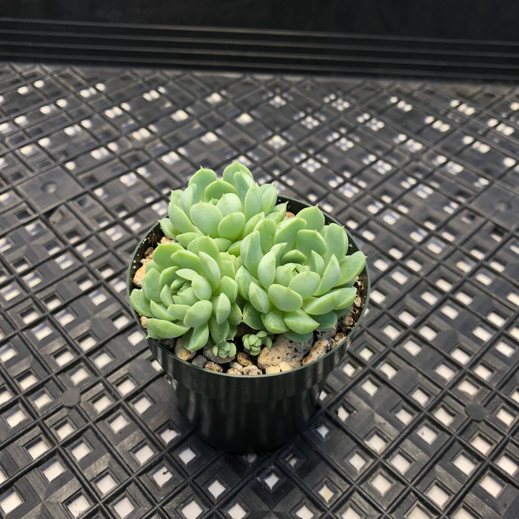 Echeveria ‘Sugar Princess’