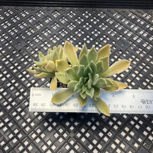 Aeonium ‘Ballerina’ variegated