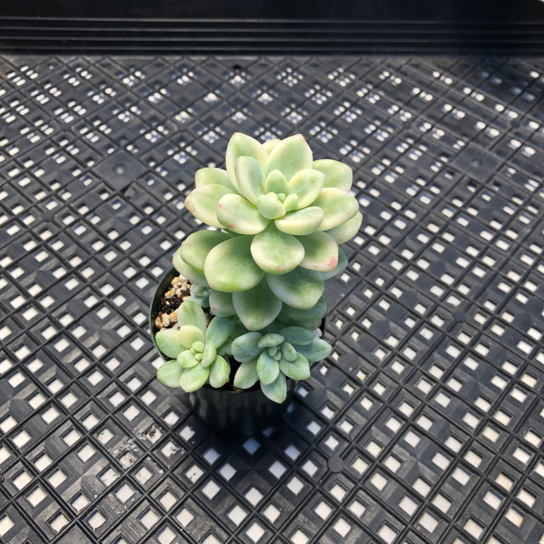 Sedum clavatum variegated