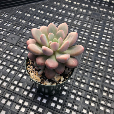 Pachyveria hybrid sp