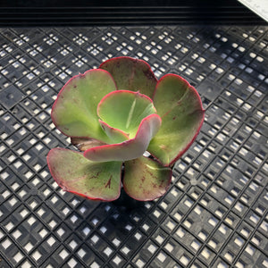 Echeveria  ‘Suyon’