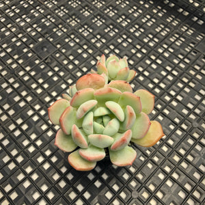 Graptoveria ‘A Grim One’