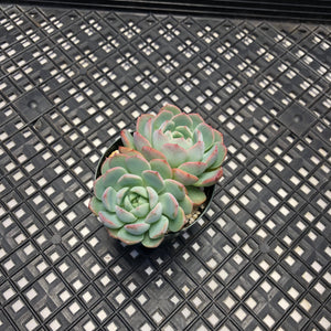 Echeveria ‘Polonaise’