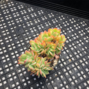 Echeveria ‘Luella’