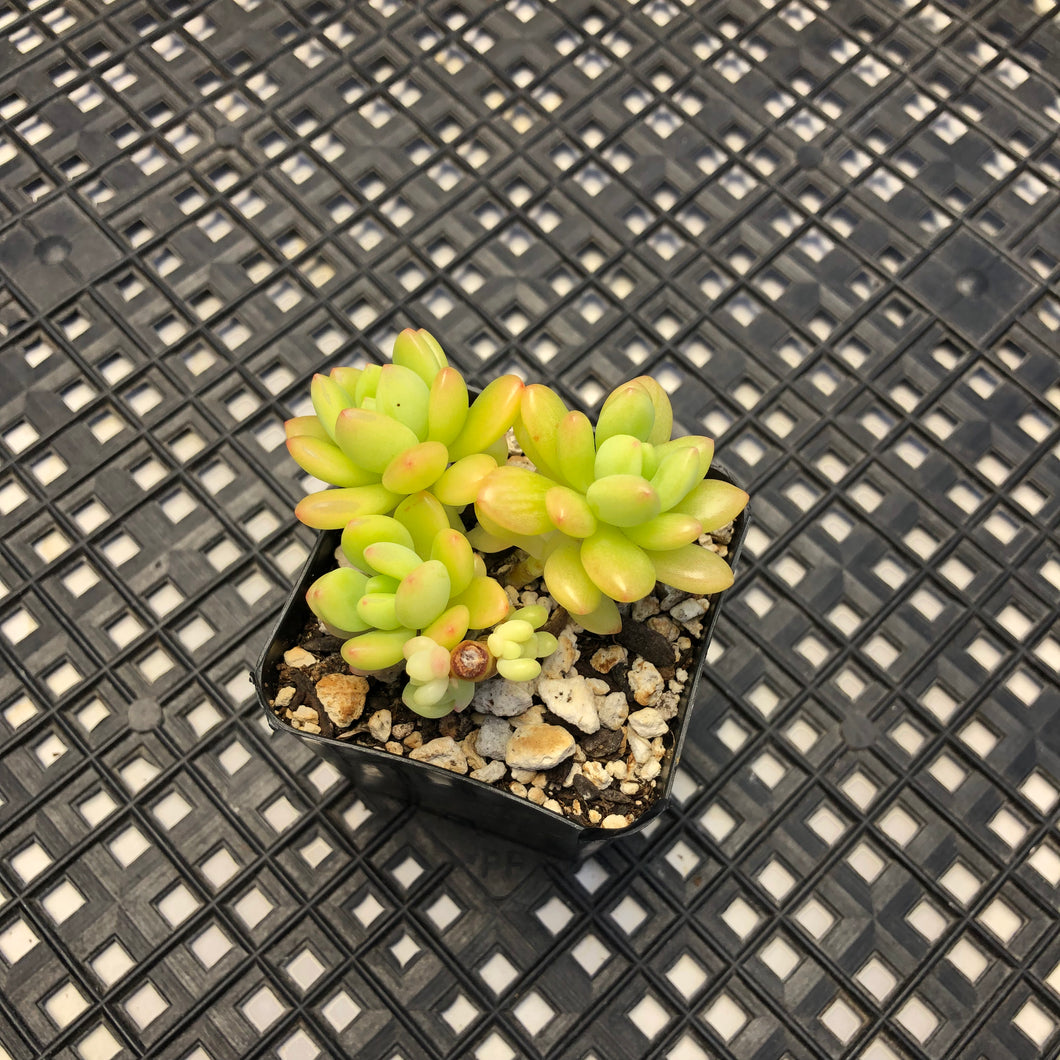 Sedum ‘Alice Evans’ variegated
