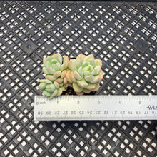Load image into Gallery viewer, Echeveria &#39;Gungekkan’